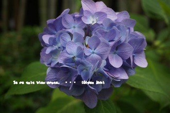 明月院の紫陽花2015（２８）.jpg