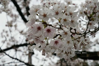 東京の桜2020（１７）.jpg