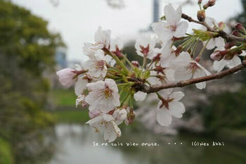 東京の桜2020（２６）.jpg