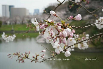 東京の桜2020（２９）.jpg