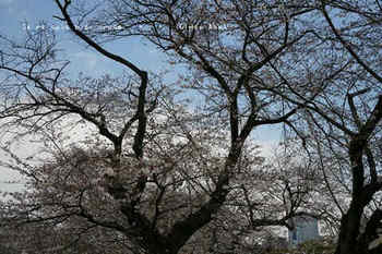 東京の桜2020（３５）.jpg