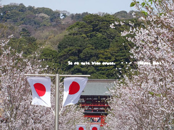 鎌倉の桜2016（１１）.jpg