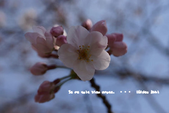 鎌倉の桜2016（１６）.jpg