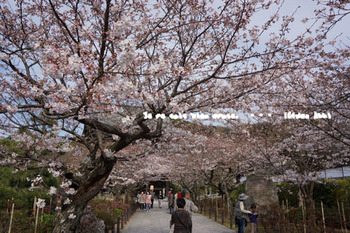 鎌倉の桜2016（２３）.jpg