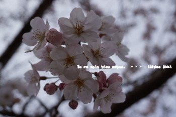 鎌倉の桜2016（２４）.jpg