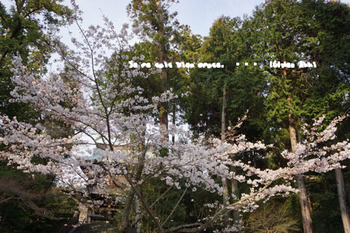 鎌倉の桜2016（３６）.jpg