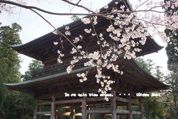 鎌倉の桜2016（３７）.jpg