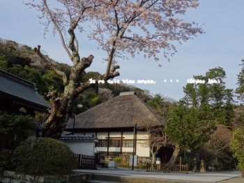 鎌倉の桜2016（４５）.jpg
