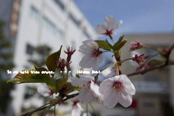 鎌倉の桜2016（５）.jpg