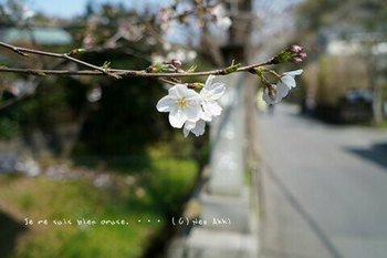 鎌倉の桜2019（３）.jpg
