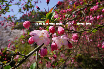 鎌倉の桜（１０）.jpg