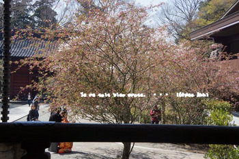 鎌倉の桜（１１）.jpg