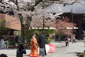 鎌倉の桜（１２）.jpg