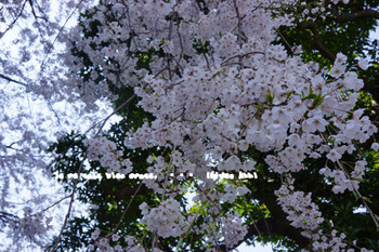 鎌倉の桜（１３）.jpg