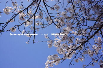 鎌倉の桜（１５）.jpg