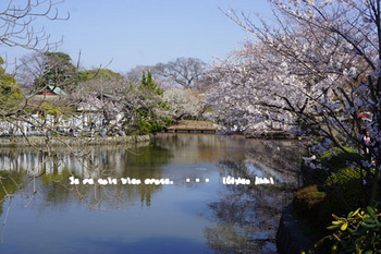 鎌倉の桜（２１）.jpg