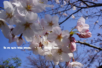 鎌倉の桜（２２）.jpg