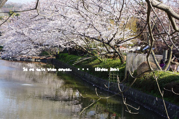 鎌倉の桜（２３）.jpg