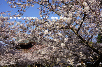 鎌倉の桜（２４）.jpg