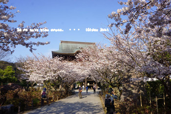 鎌倉の桜（２５）.jpg