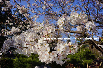 鎌倉の桜（２６）.jpg