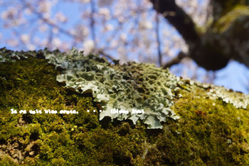 鎌倉の桜（２７）.jpg