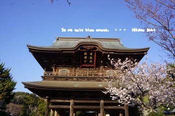 鎌倉の桜（２８）.jpg