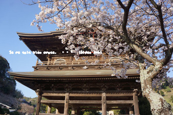 鎌倉の桜（２９）.jpg