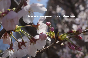 鎌倉の桜（３）.jpg