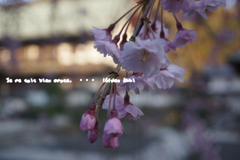 鎌倉の桜（３１）.jpg