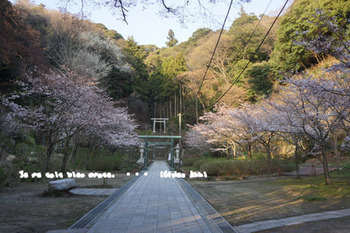 鎌倉の桜（３２）.jpg