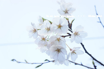 鎌倉の桜（３３）.jpg