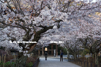 鎌倉の桜（３５）.jpg