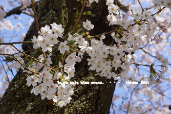 鎌倉の桜（５）.jpg