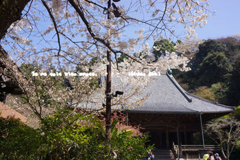鎌倉の桜（６）.jpg