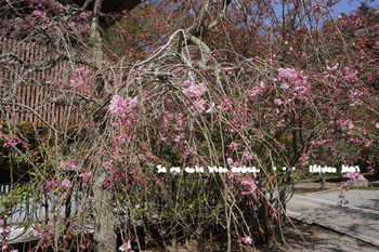 鎌倉の桜（７）.jpg