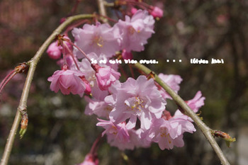 鎌倉の桜（８）.jpg