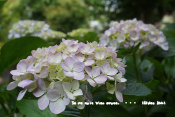 鎌倉紫陽花2014（１３）.jpg