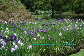 鎌倉紫陽花（１８）.jpg