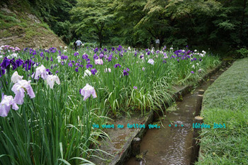 鎌倉紫陽花（２０）.jpg