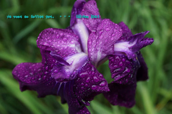 鎌倉紫陽花（２１）.jpg
