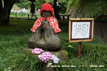 鎌倉紫陽花（３３）.jpg