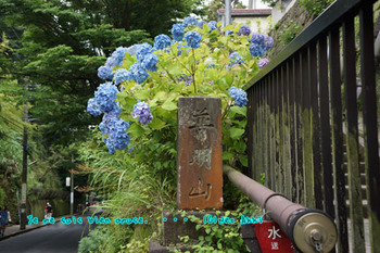 鎌倉紫陽花（５１）.jpg