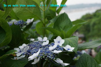 鎌倉紫陽花（５６）.jpg