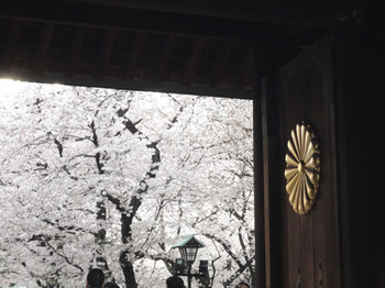 靖国神社の桜（３）.jpg